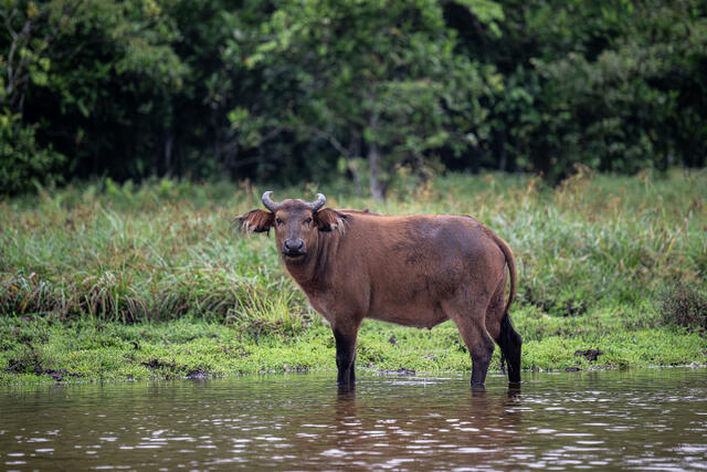 African forest Buffalo print