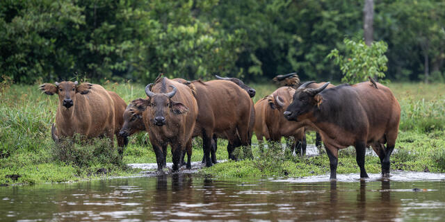 African forest Buffalo print