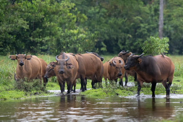 African forest Buffalo print
