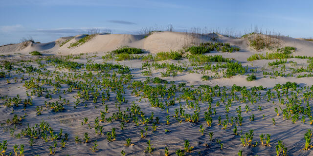 Outer Banks Dunes print