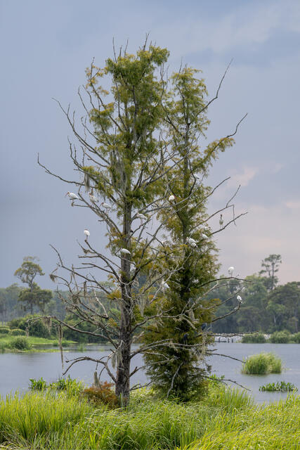 Ibis in Cypress print