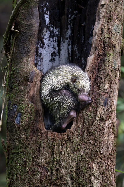 Mexican Hairy Dwarf Porcupine Resting print