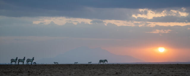 Zebra Sunset Trek print