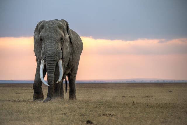 Gentle Giant print