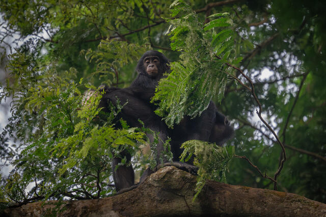 Young Bonobo on Mothers Back print