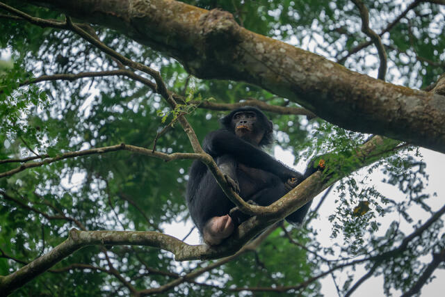 Bonobo with Mouth Full of Fruit print