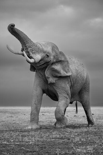Musth Behavior print