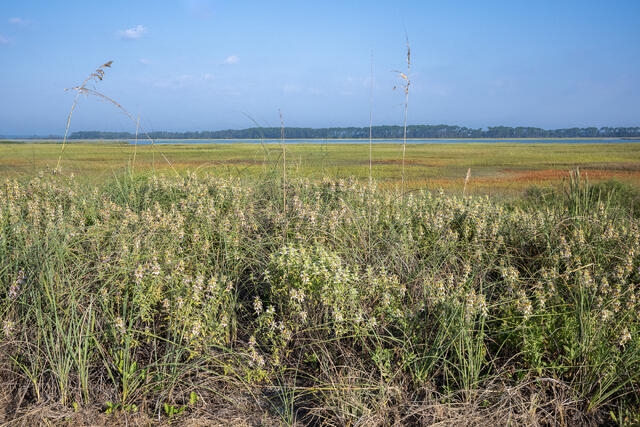 SC Salt Marsh  print