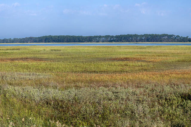 Carolina Salt Marsh print