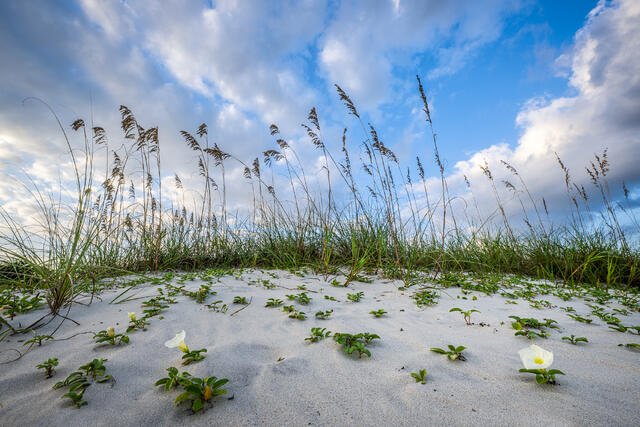 Beach Morning Glory and Sea Oats print