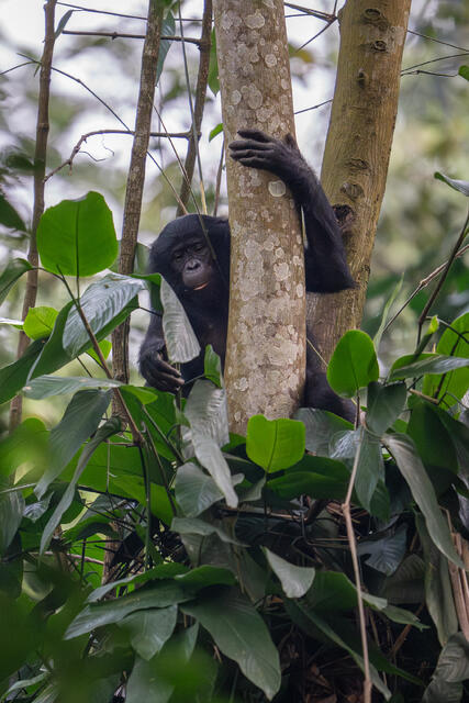 Bonobo Foraging print