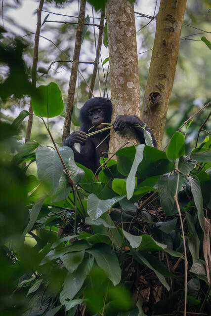 Bonobo Foraging on Stems print