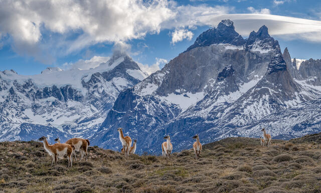 Quanacos on the Ridge print