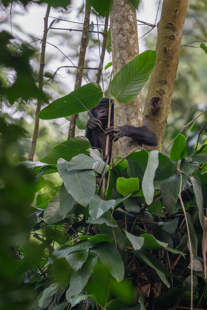 Bonobo Peering from Behind Leaves print