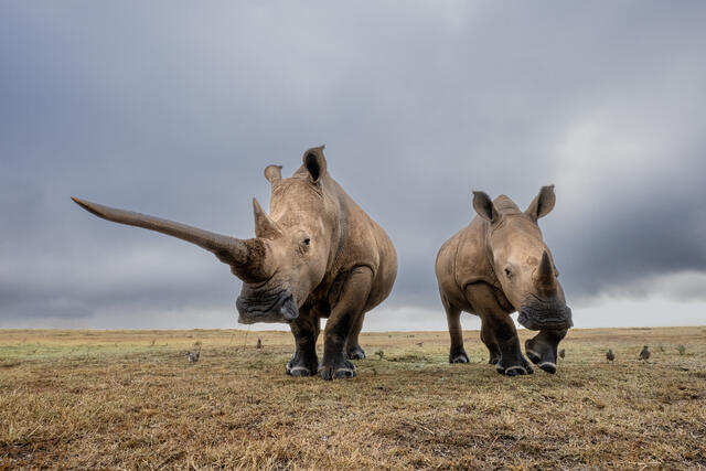 White Rhinos print