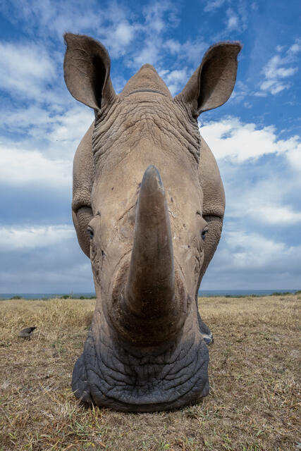 White Rhinoceros Frontal Close up print
