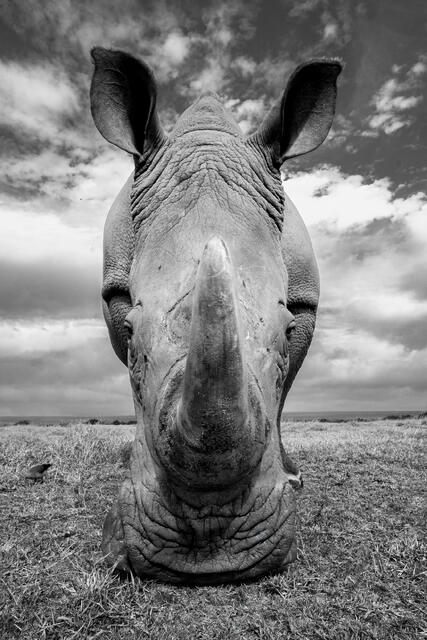 Horn, Lips and Ears print