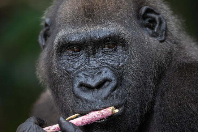 Gorilla Eating Cane print