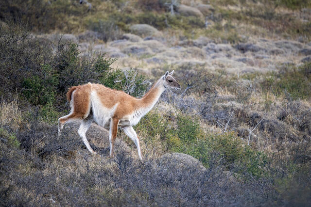 Guanaco print