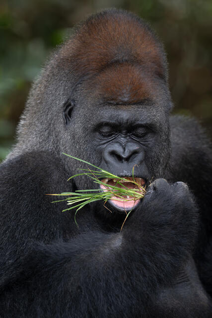 Silverback Herbivore print