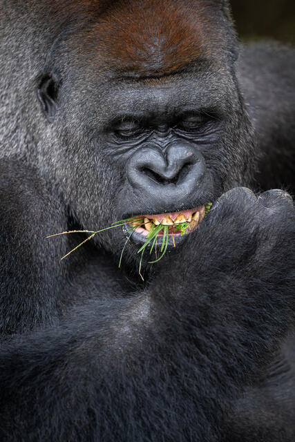 Sustenance print