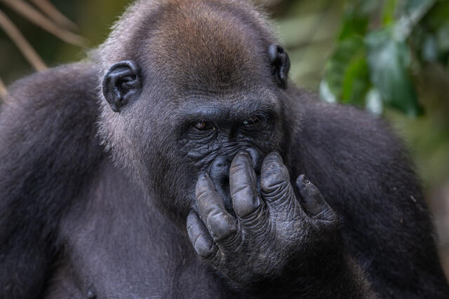 Gorilla Scratching print