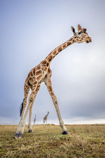 Reticulated Giraffe print