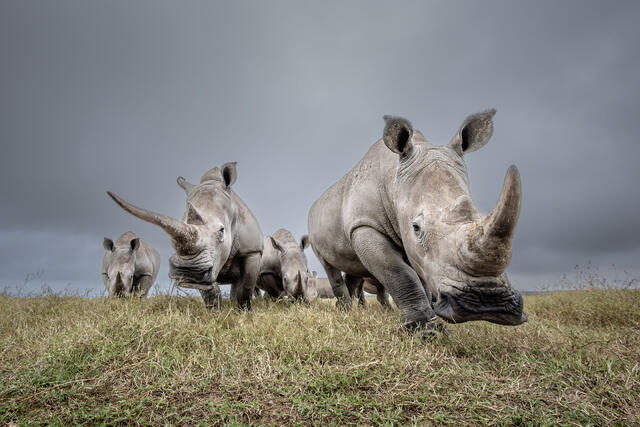 Crash of White Rhinos print