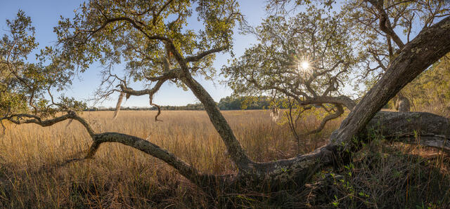 Southern Salt Marsh  print
