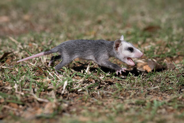 Young Possum print