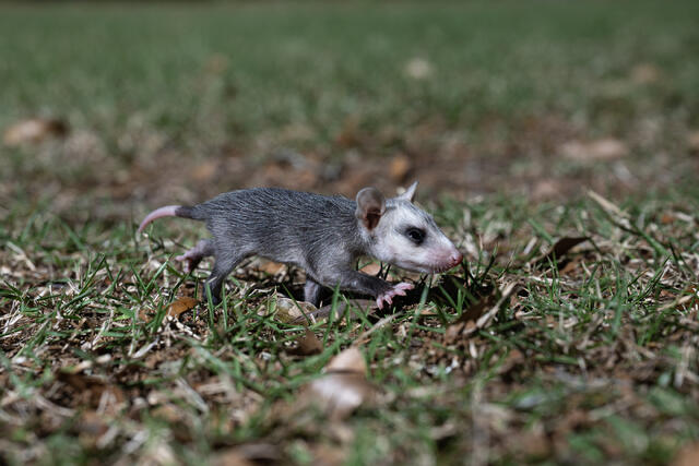 Young Possum print