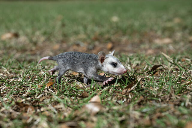 Young Possum print