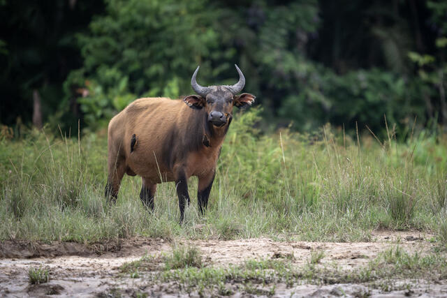 African Forest Buffalo print