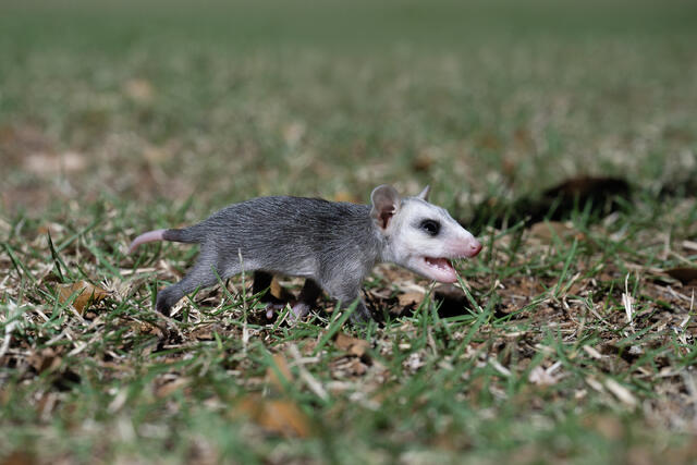 Young Possum print