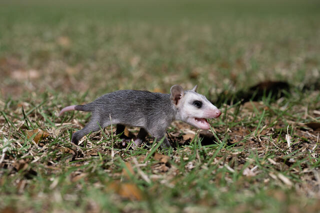 Young Possum print