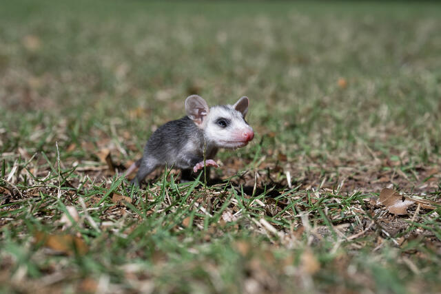 Young Possum print