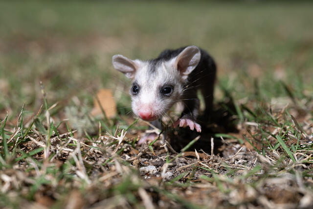Young Possum print