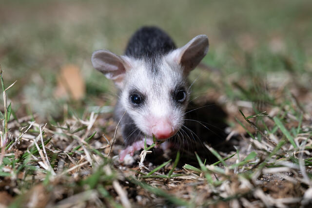 Young Possum print