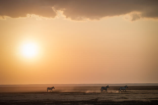 Zebras’ sunset trek across the dried lake bed print