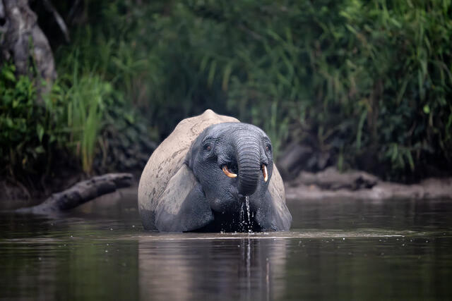 Young African Forest Elephant Drinking print