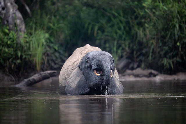 Young African Forest Elephant Drinking print
