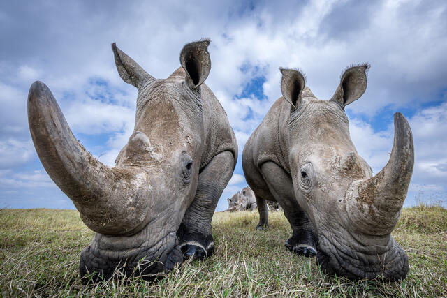 Two White Rhinos Up Close print
