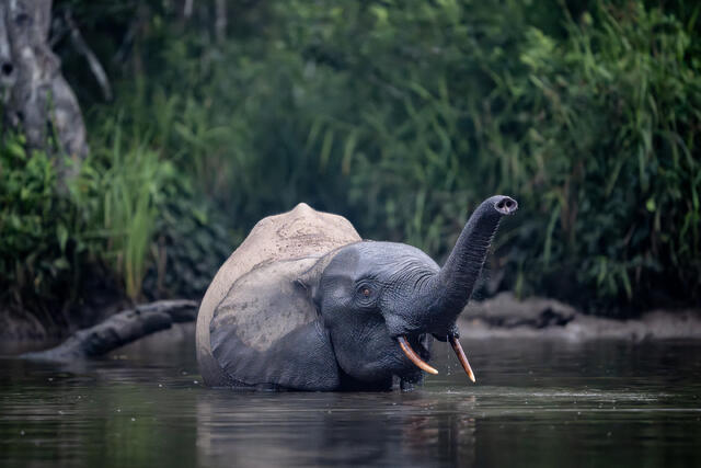 Young African Forest Elephant Sniffing the Air print
