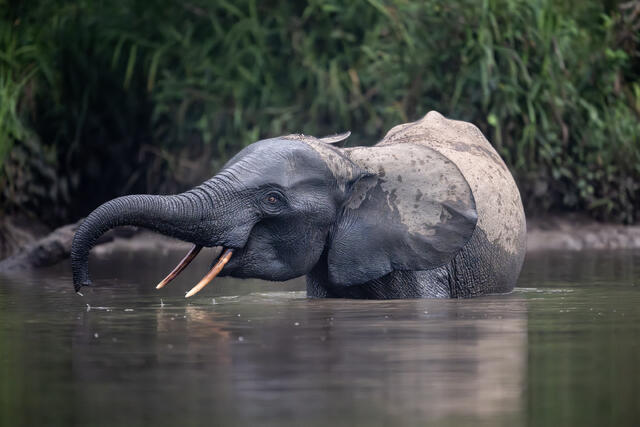 African Forest Elephant print