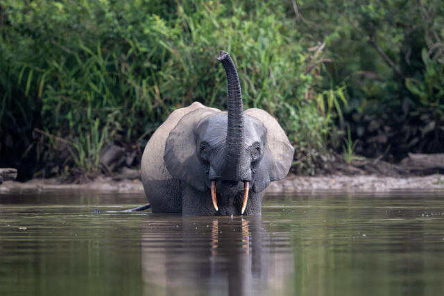 Young African Foret Elephant Sniffing the Air print