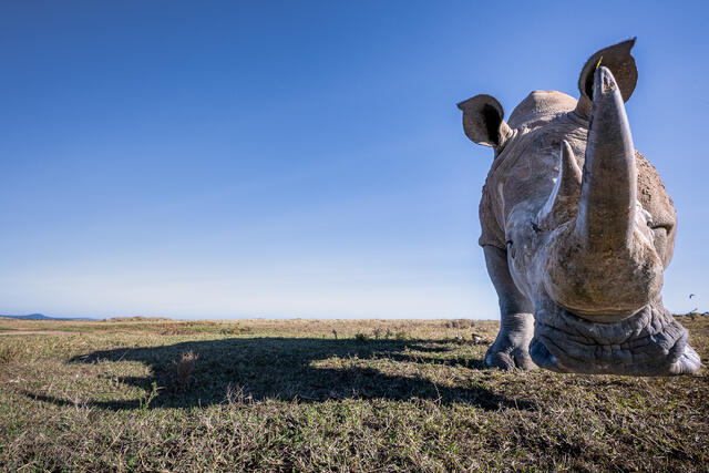 White Rhinoceros Up Close print