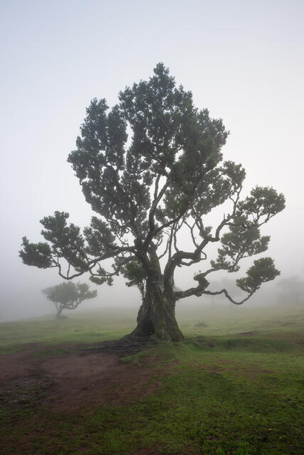The Fanal Forest print