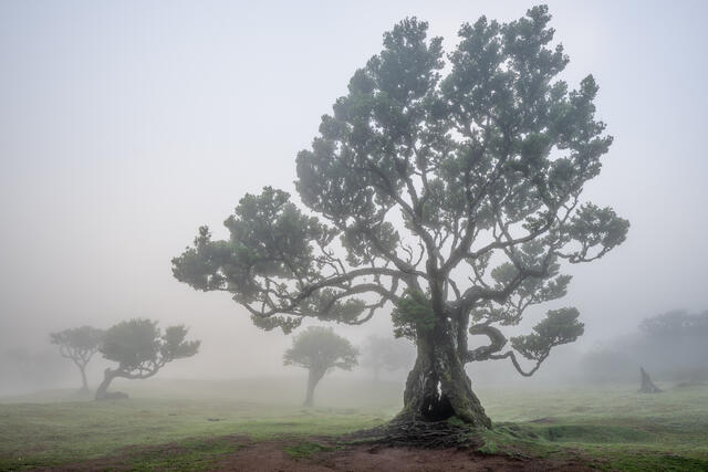 The Fanal Forest print
