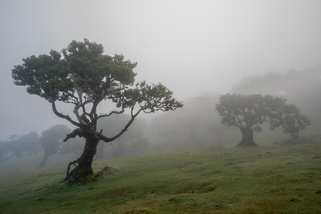 The Fanal Forest  print