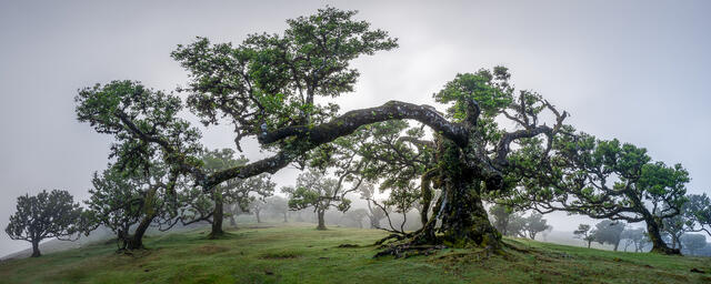 The Fanal Forest print
